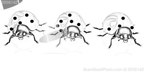 Image of Ladybirds