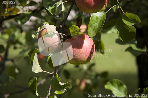 Image of applee