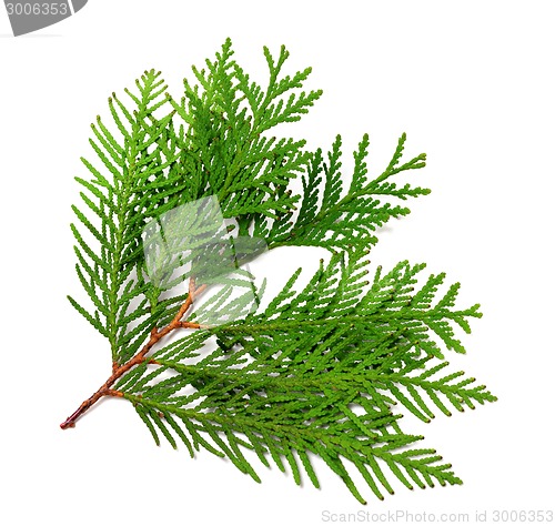 Image of Branch of thuja