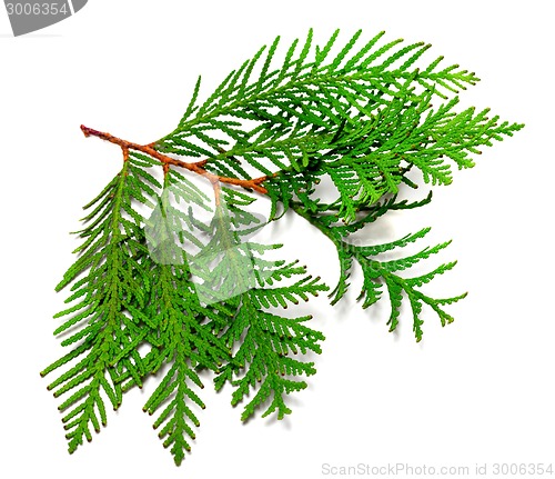 Image of Twig of thuja