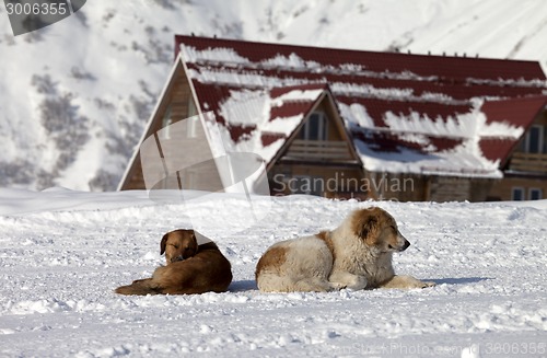 Image of Two dogs rest on snow near hotel