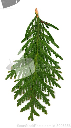 Image of Close-up view of thuja branch