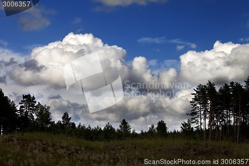 Image of Pine forest and blue sky with clouds 