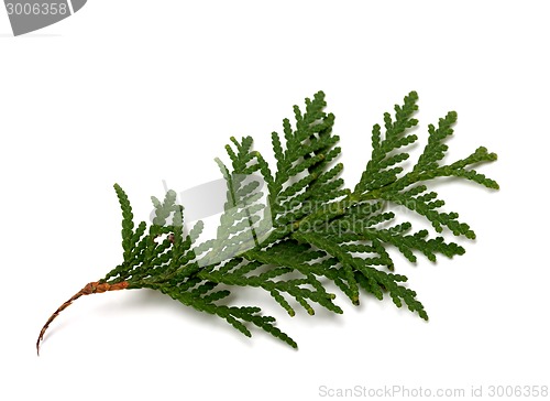 Image of Branch of thuja isolated on white background