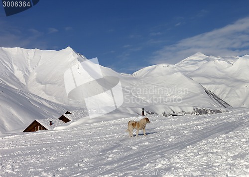 Image of Dog on ski slope in nice day