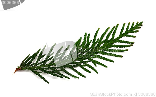 Image of Thuja branch isolated on white background