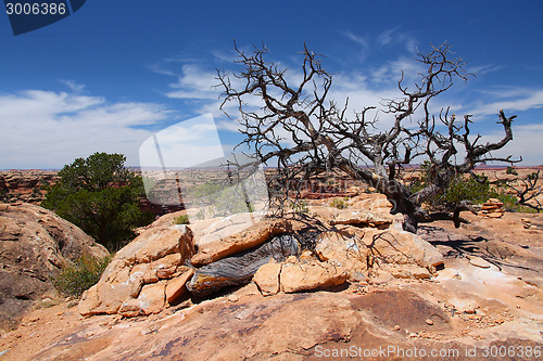 Image of Canyonlands