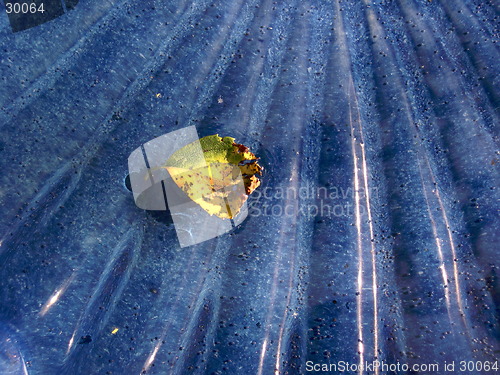 Image of Yellow leaf on blue surface