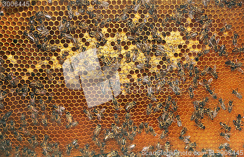 Image of Bees in the hive