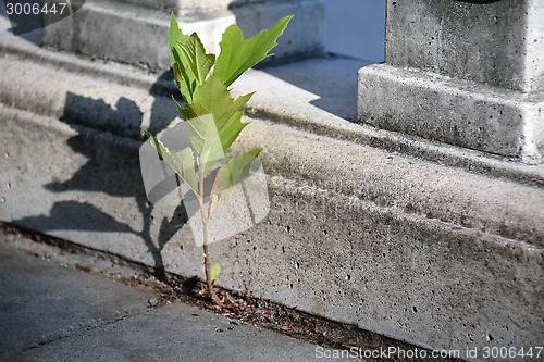 Image of Success and hope conceipt: a small sprout growing out of pavemen