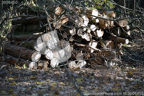 Image of Logs cut  lying in the forest