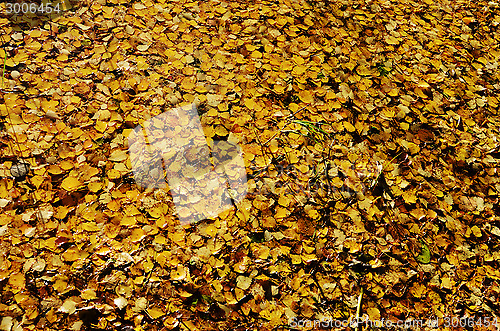 Image of yellow leaves on water