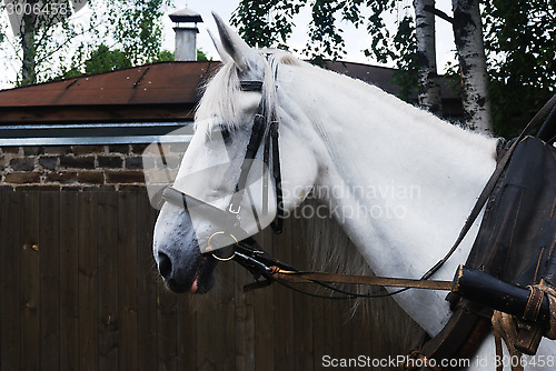Image of closeup of harnessed white horse outdoor