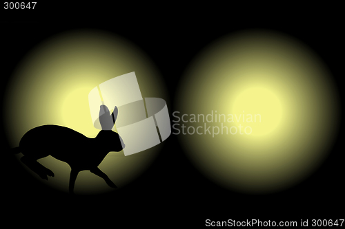 Image of Headlight rabbit