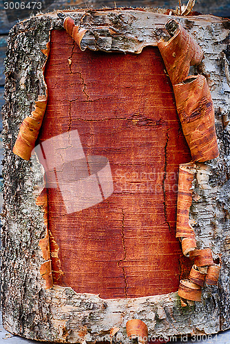 Image of closeup of the bark a birch tree
