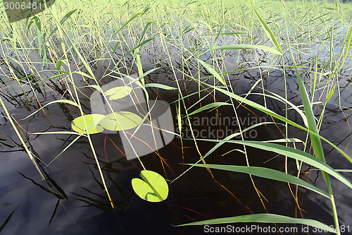 Image of leaves of water lilies and reeds on the water