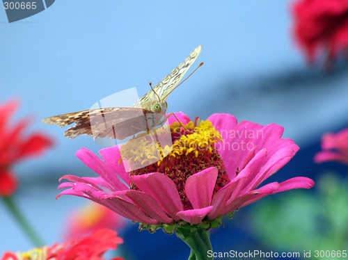 Image of The greater butterfly on a pink flower2