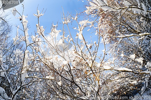 Image of snowy winter forest