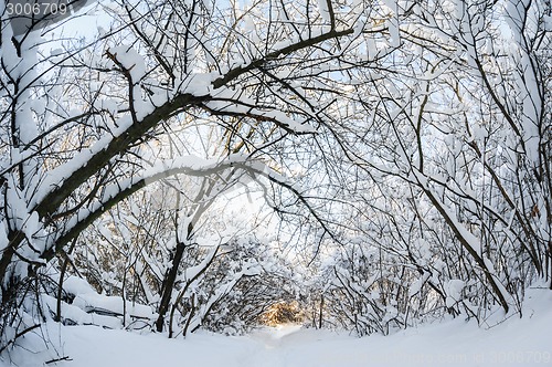 Image of snowy winter forest