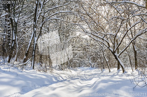 Image of snowy winter forest