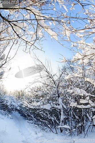 Image of snowy winter forest