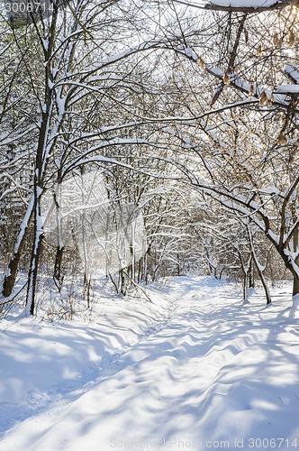 Image of snowy winter forest