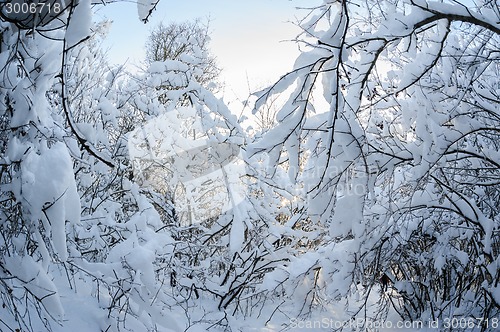 Image of snowy winter forest