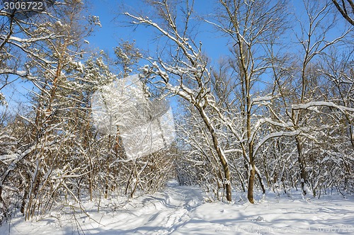 Image of snowy winter forest