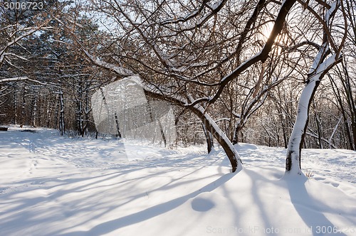 Image of snowy winter forest