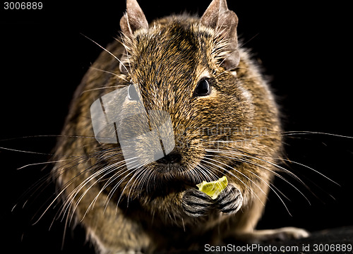 Image of degu mouse with pet food in paws