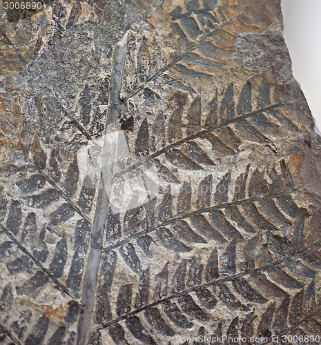 Image of fossil plant fern pattern on stone surface texture