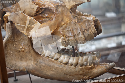 Image of fossil skull