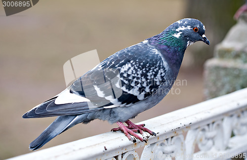 Image of grey pigeon bird closeup