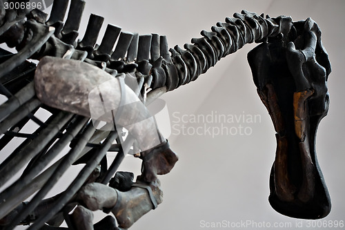 Image of big dinosaur skeleton
