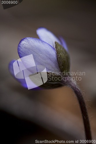 Image of hepatica