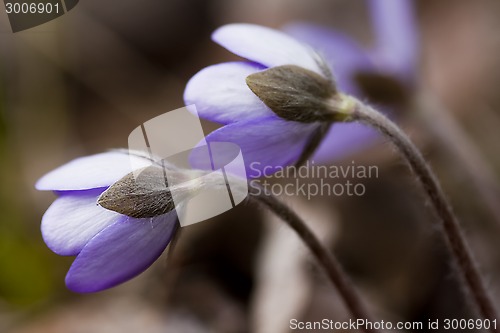 Image of blue anemones