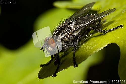 Image of fly on leaf