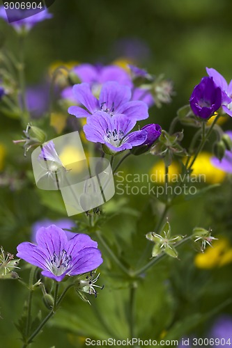 Image of summer flowers