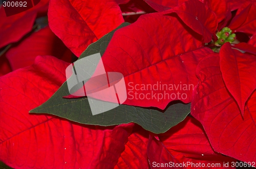 Image of poinsettia