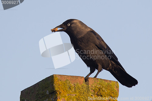 Image of Daw (Corvus monedula) is eating a piece of bread