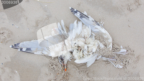 Image of Dead bird on a beach