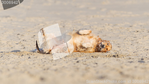 Image of Happy dog rolling - Golden retreiver