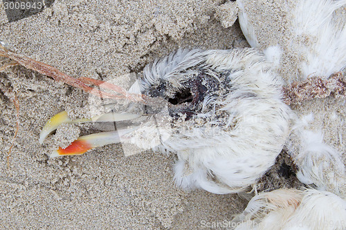 Image of Dead bird on a beach