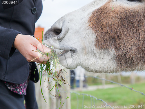 Image of Woman feeding a donkey 