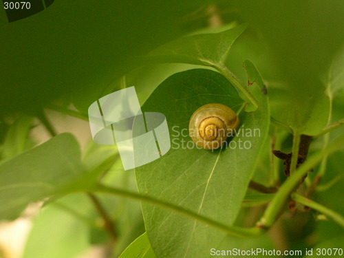Image of Snail in greenery