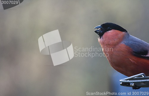 Image of male bullfinch