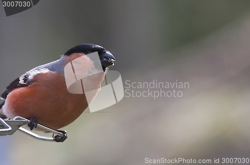 Image of male bullfinch