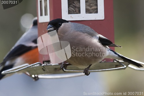 Image of female bullfinch