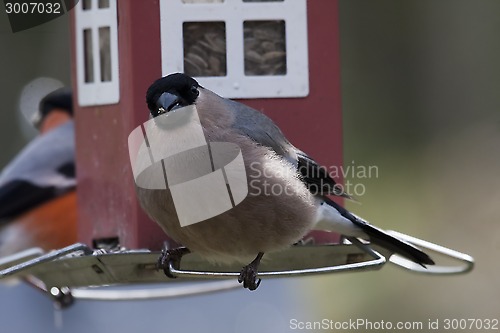 Image of female bullfinch