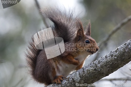 Image of red squirrel